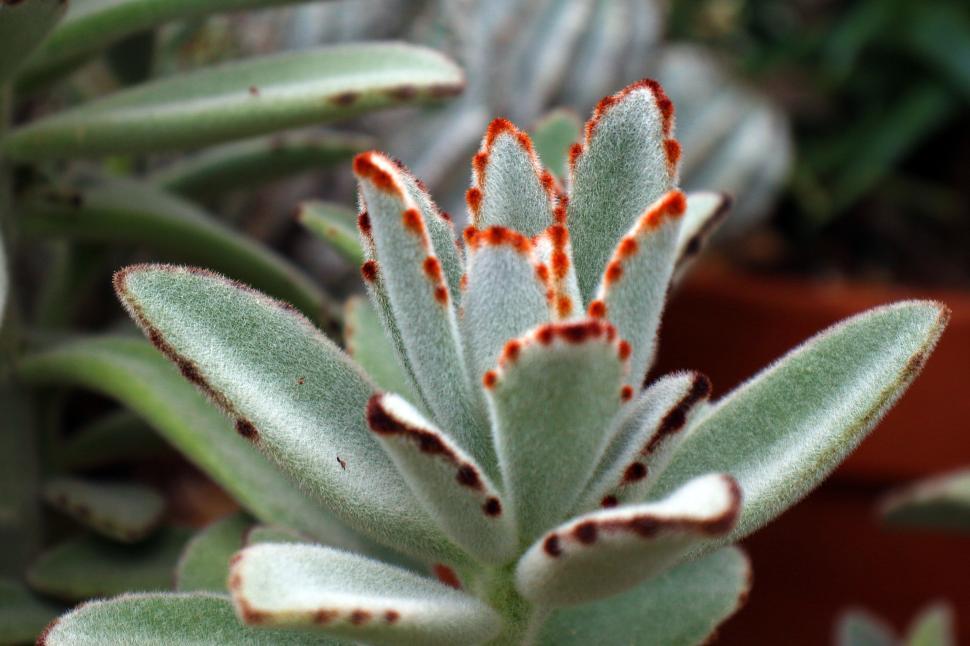 Free Image of Kalanchoe Tomentosa Succulent Plant 