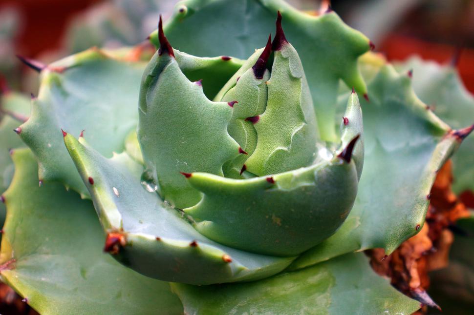 Free Image of Agave Potatorum Succulent Plant 