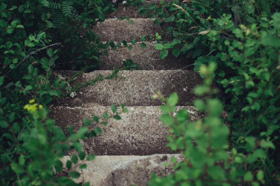 Free Image of Stone stairs overgrown with plants in a natural setting 