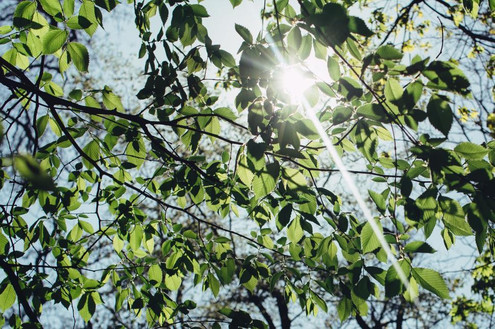 Free Image of Sunlight shining through green leaves on tree branches 