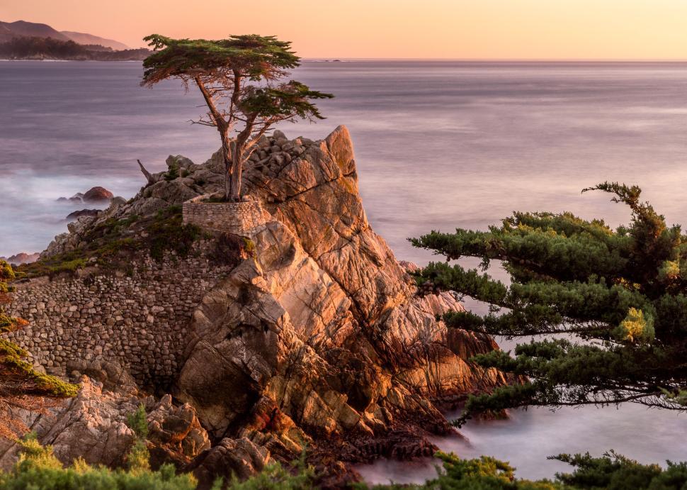Free Image of Lone Cypress tree on rocky cliff during golden hour. 