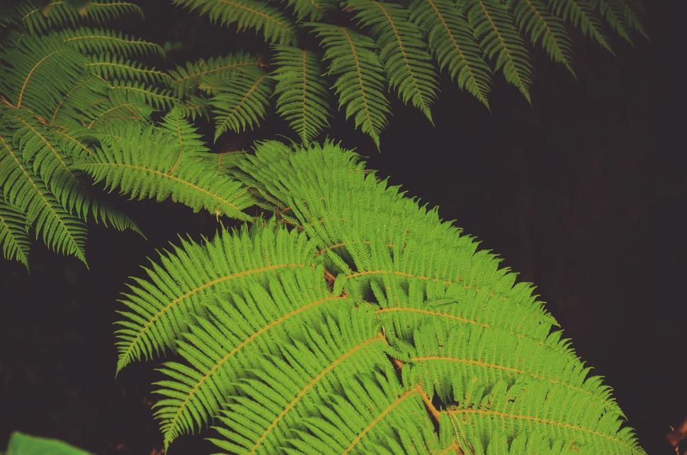 Free Image of Vivid Green Fern Leaves in Close-Up Nature Shot 