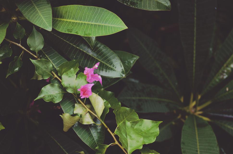 Free Image of Pink Bougainvillea Amidst Green Foliage in Garden 