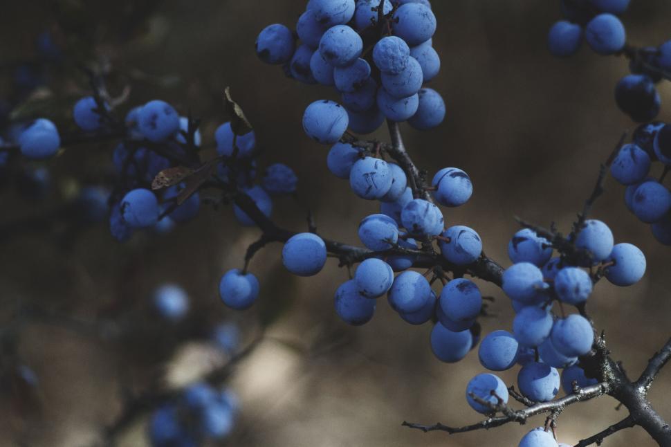 Free Image of Close-up of dark blue berries on branches in forest light. 