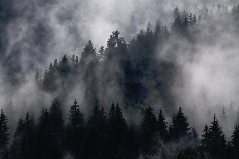 Free Image of Foggy forest scene with dense trees at dawn. 