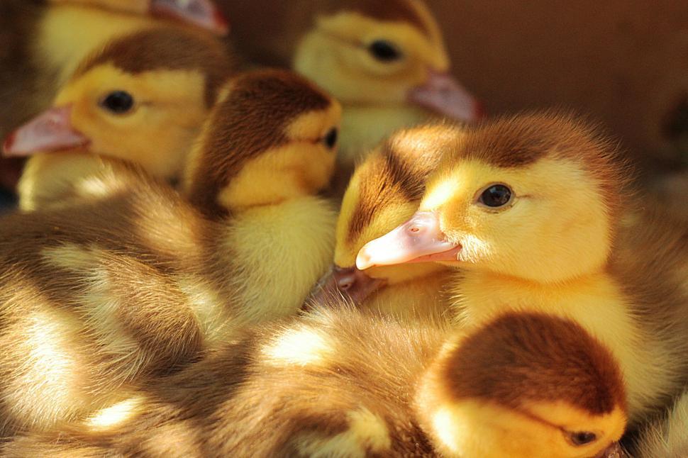 Free Image of Cute yellow ducklings huddled together in warm light. 