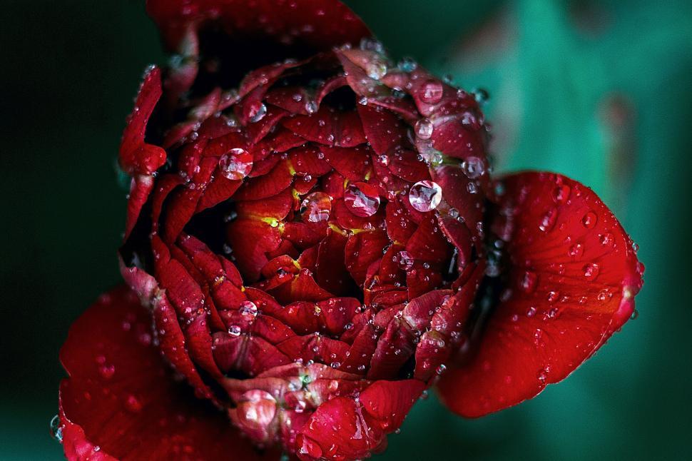 Free Image of Close-up of a red flower covered in water droplets 
