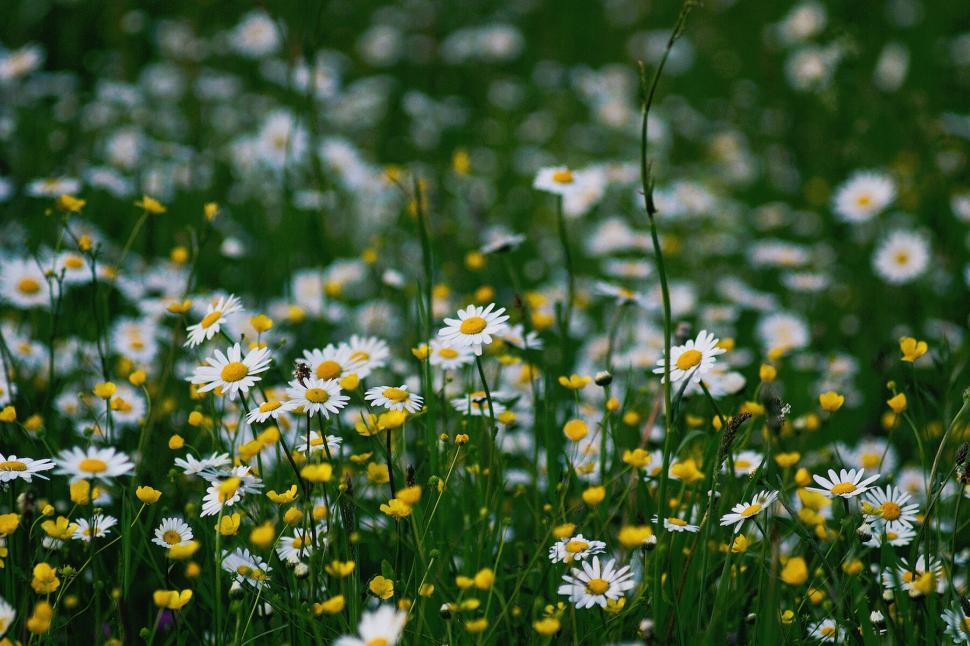 Free Image of Field of daisies and yellow wildflowers in full bloom 