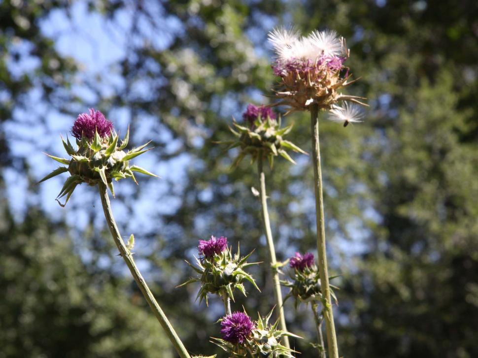 Free Image of Cirsium thistle 1 