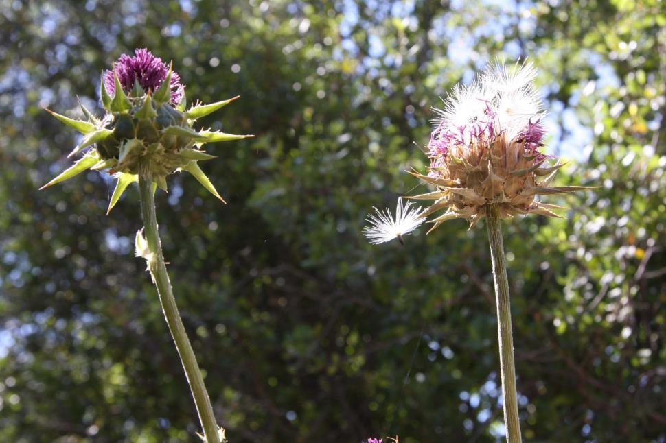 Free Image of Cirsium thistle 