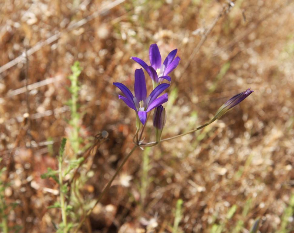Free Image of Elegant brodiaea 