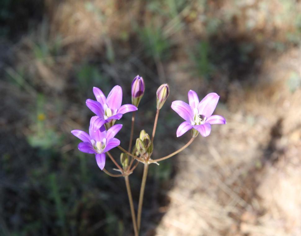 Free Image of Elegant brodiaea 