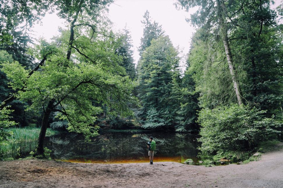 Free Image of Lush green forest with a person standing by the lake 
