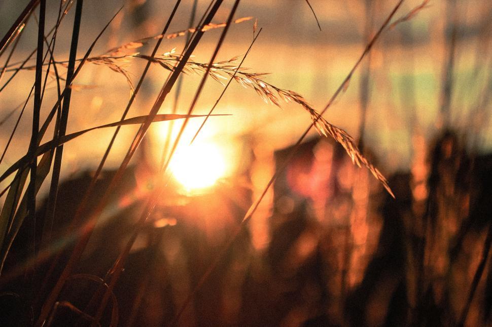 Free Image of Sunset through grasses casting a warm golden glow 