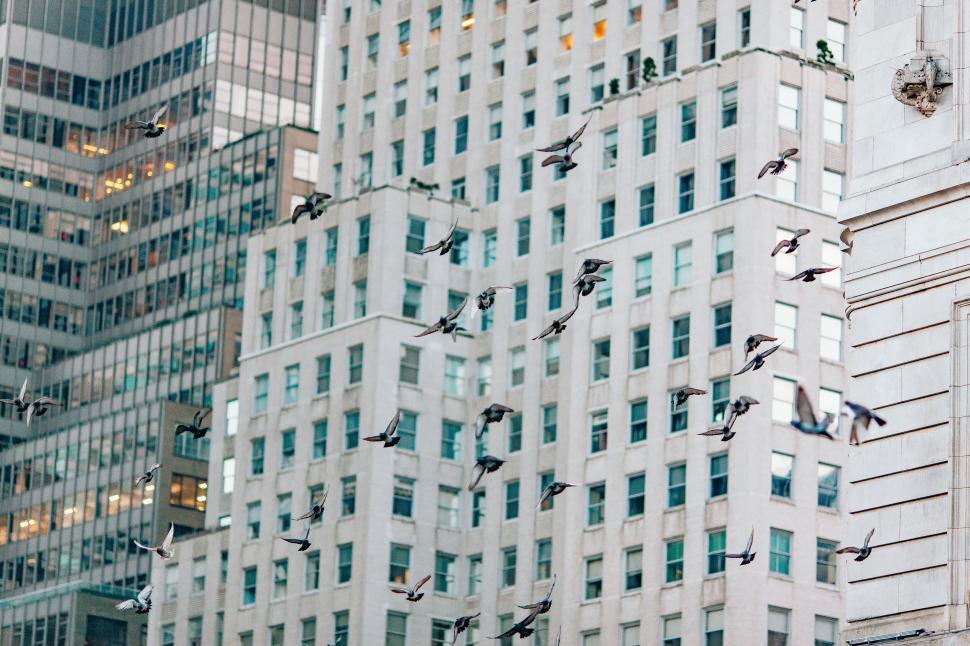 Free Image of Flock of birds flying in front of tall buildings 