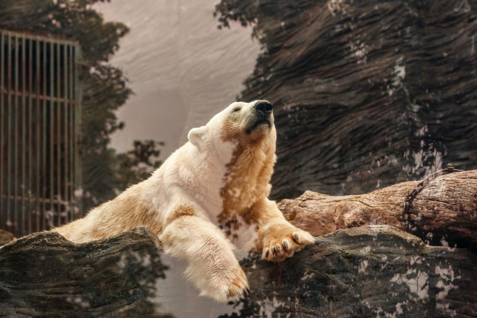 Free Image of Polar bear resting on a rock in an enclosure 