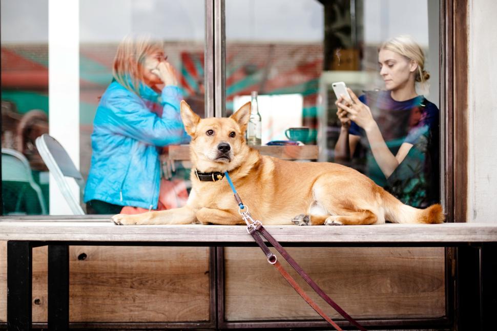 Free Image of Dog sitting outside a cafe window with people inside. 