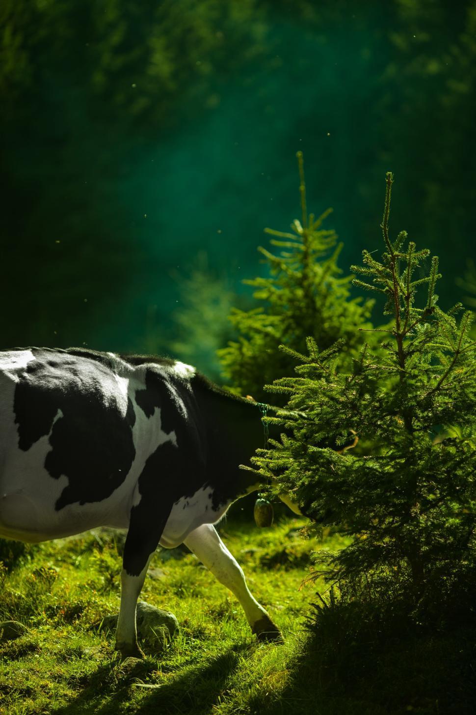 Free Image of Grazing cow in lush, green forest with dense foliage. 