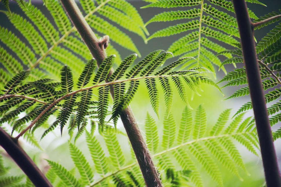 Free Image of Closeup of vibrant green fern leaves in sunlight. 