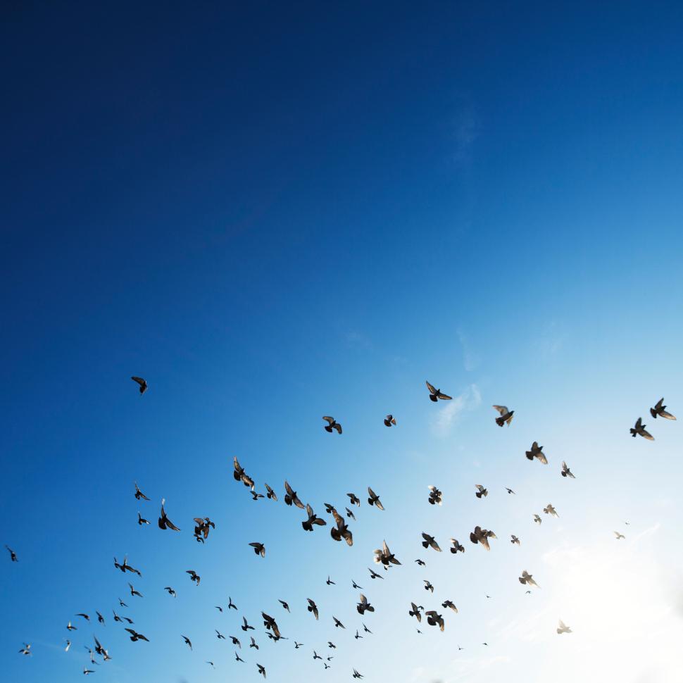 Free Image of Flock of birds flying across a clear blue sky. 