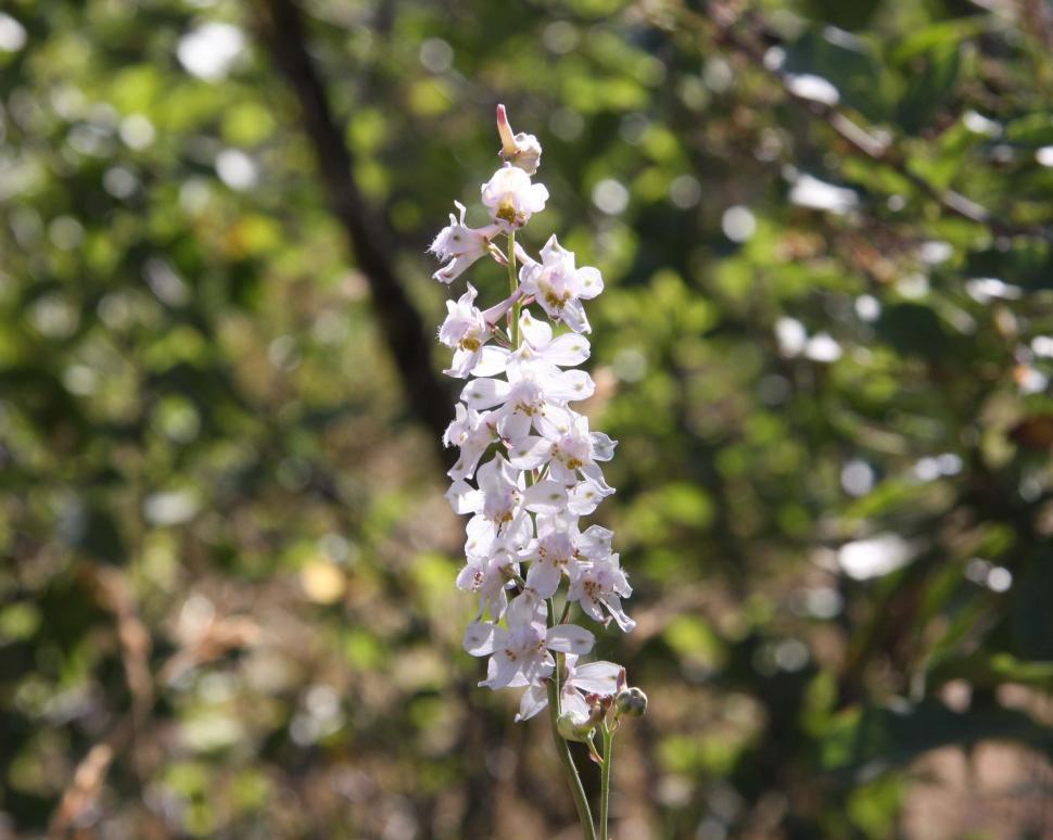 Free Image of White larkspur 