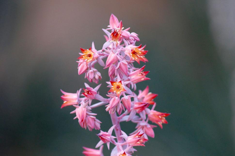 Free Image of Close-up of vibrant pink flowers with orange centers 