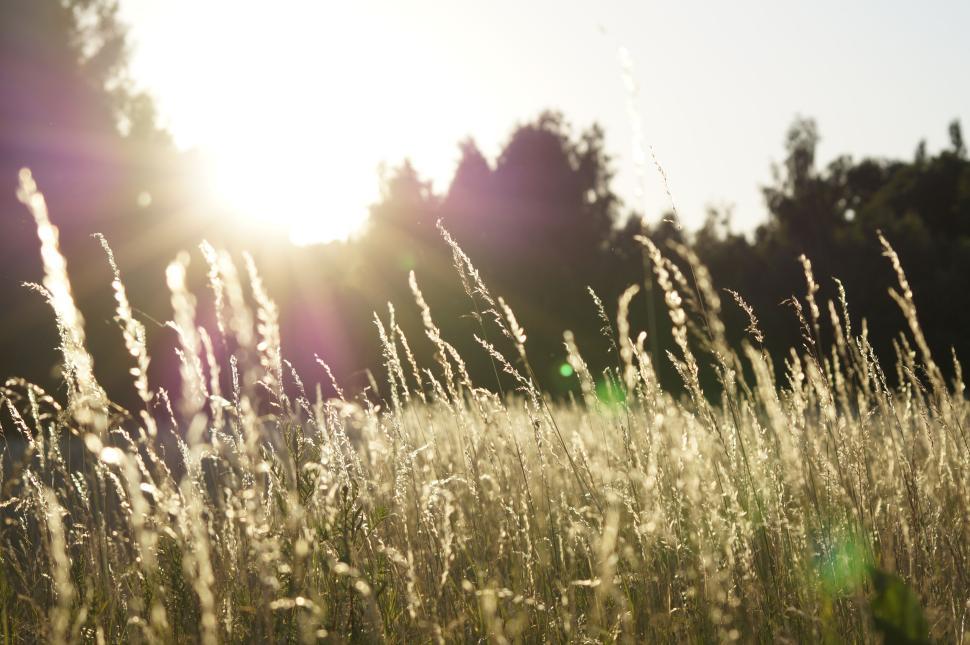 Free Image of Sunlit grass field with sun and trees in the background 