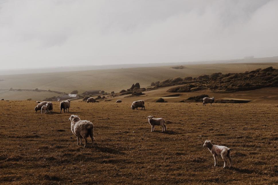 Free Image of Sheep grazing on a vast field under cloudy sky. 