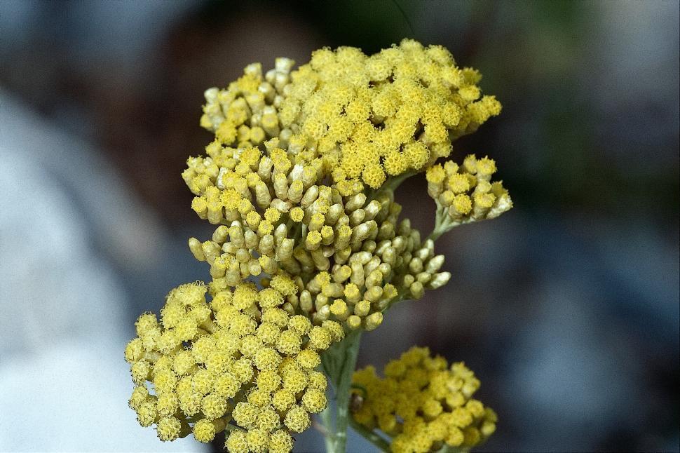 Free Image of Small flowers 