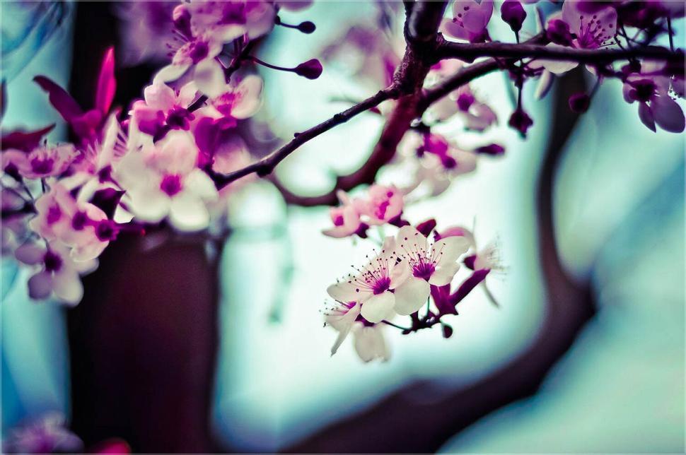 Free Image of Close-up of pink and white flowers on a spring tree. 