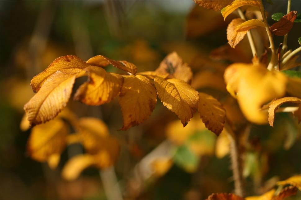 Free Image of Yellow autumn leaves in sharp focus, blurred background 