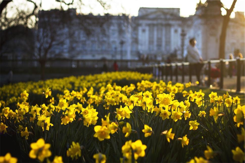 Free Image of Bright yellow daffodils in bloom with blurry urban backdrop 