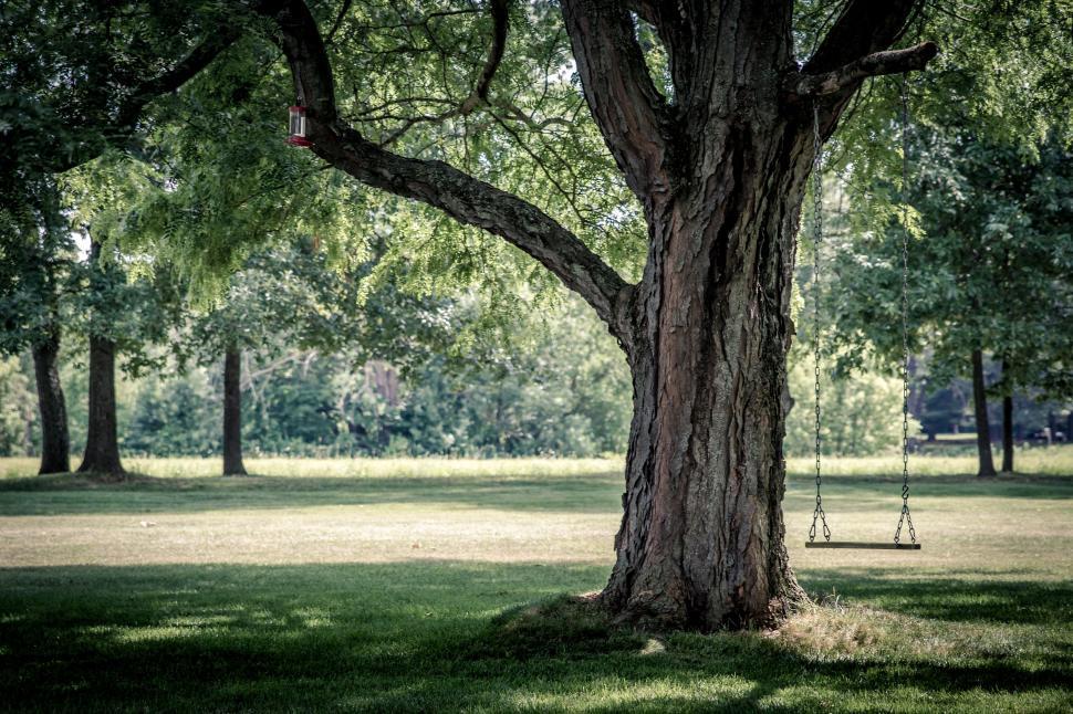 Free Image of Large tree with swing in a peaceful park on a sunny day. 