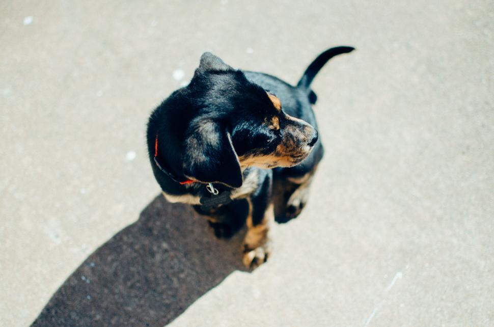 Free Image of Top view of black and brown dog on outdoor surface. 