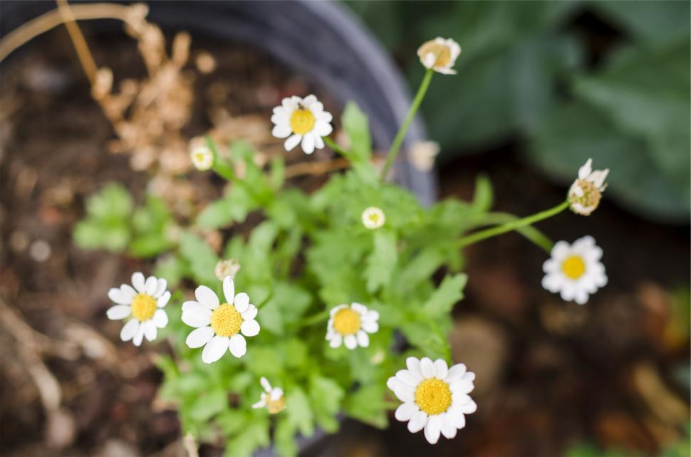Free Image of Close-up of blooming daisies in a small garden pot 