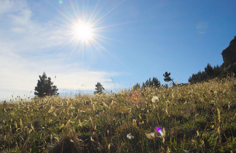 Free Image of Sunlit field with tall grass and clear blue sky 