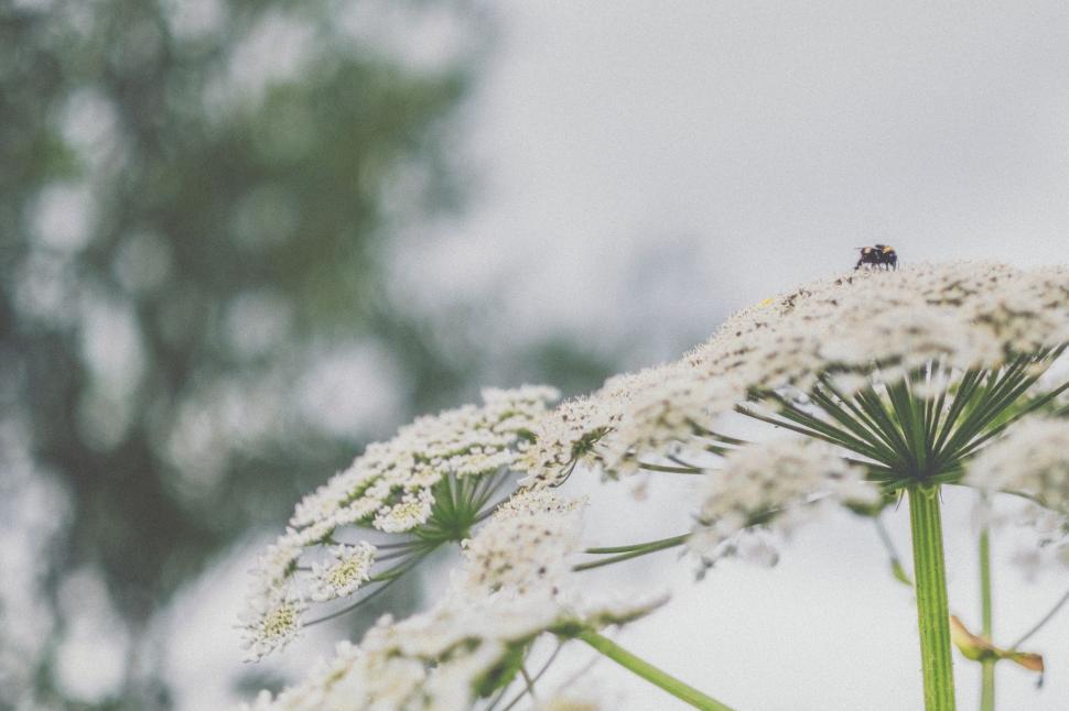 Free Image of Macro shot of a flower with a tiny insect on it 