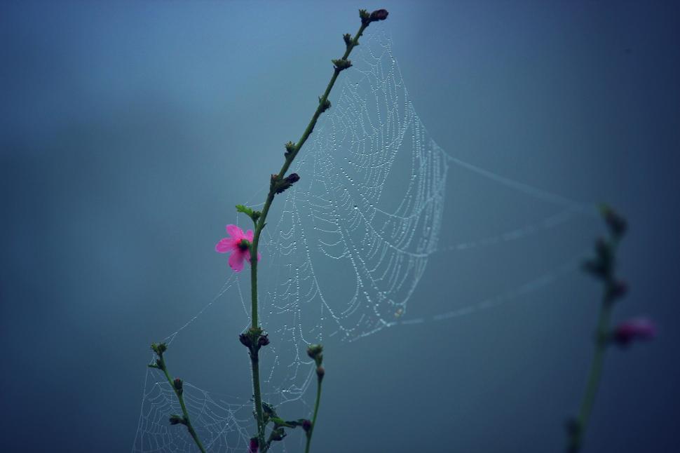 Free Image of Spider Web with Morning Dew and Single Pink Flower 