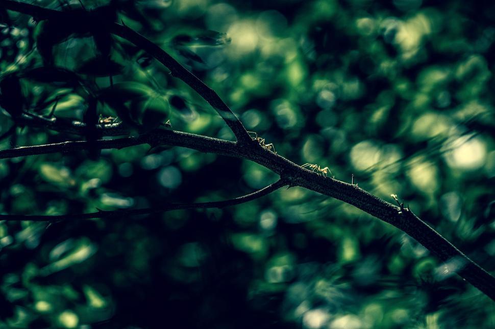 Free Image of Ants walking along a curved branch in green forest 
