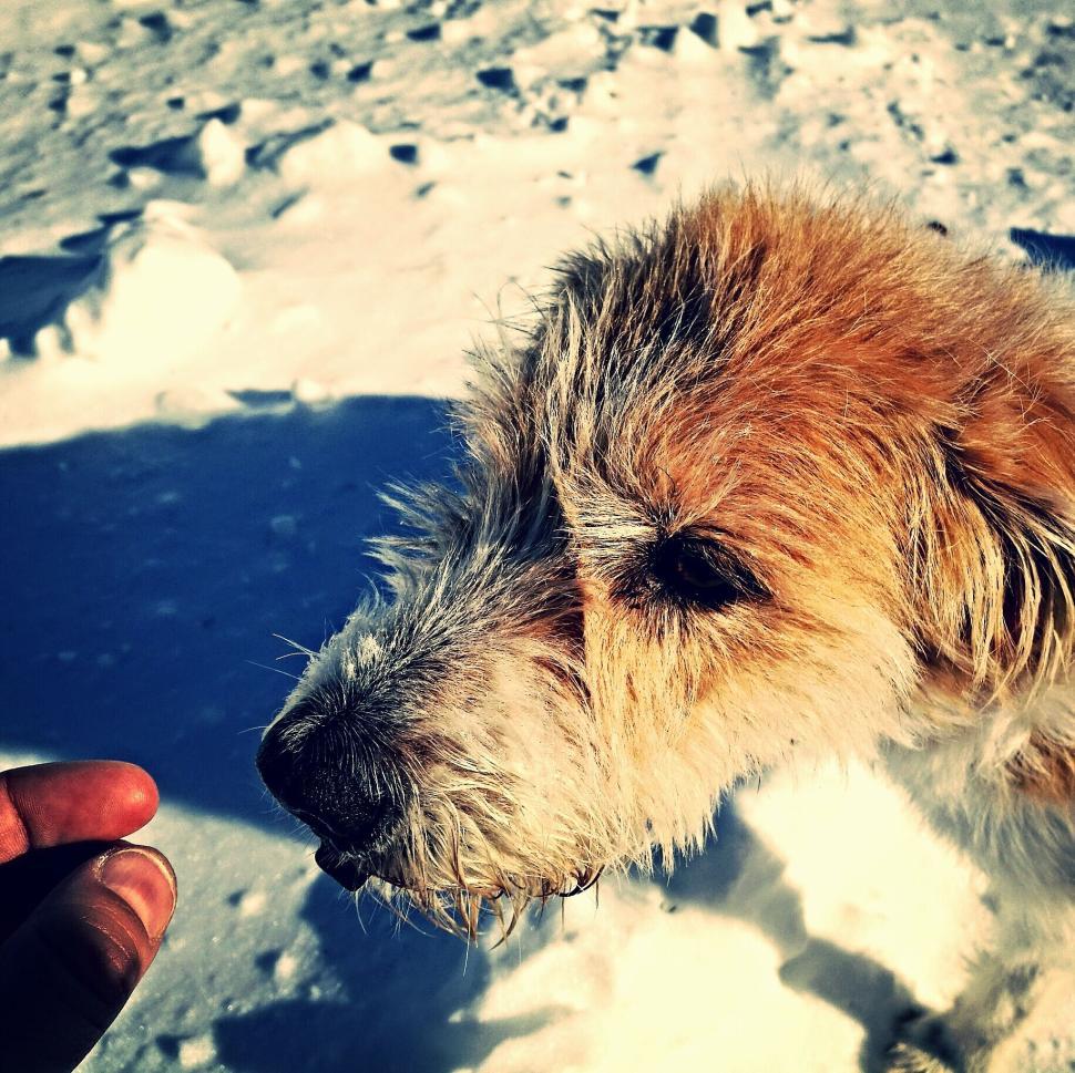 Free Image of Dog interacting with hand in snowy outdoor setting. 
