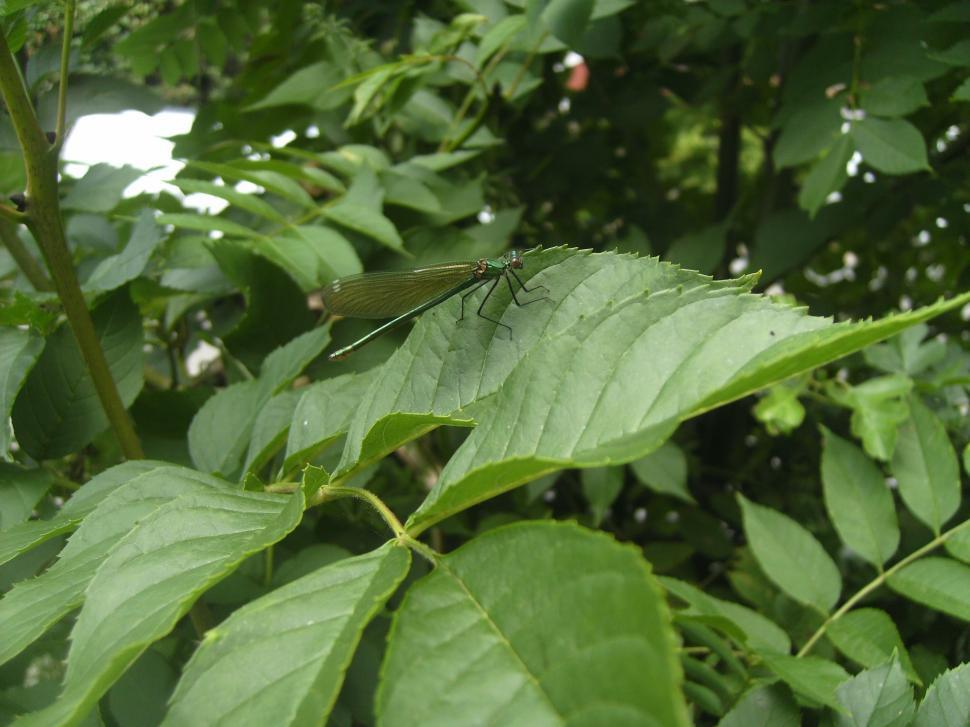 Free Image of Emerald Damselfly 
