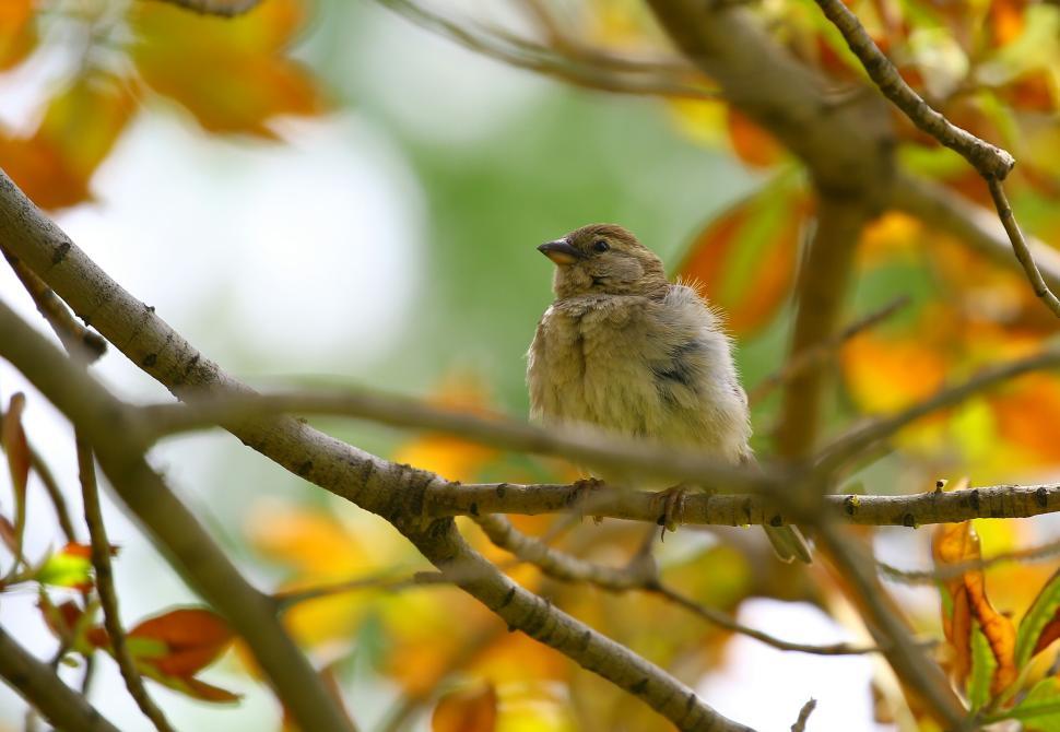 Free Image of Small bird resting on a branch with autumn leaves. 