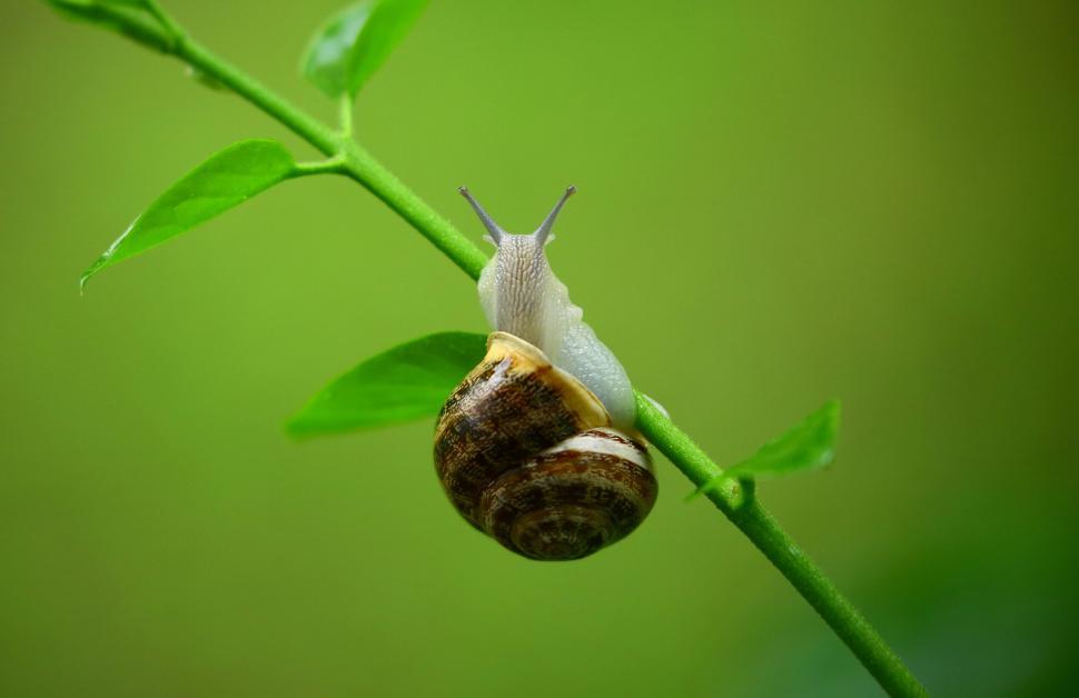 Free Image of Close-up of a snail climbing a green plant stem. 
