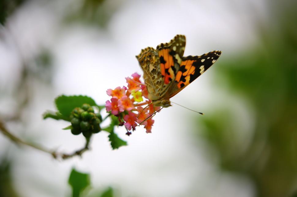 Free Image of Butterfly feeding on vibrant flowers in a garden. 