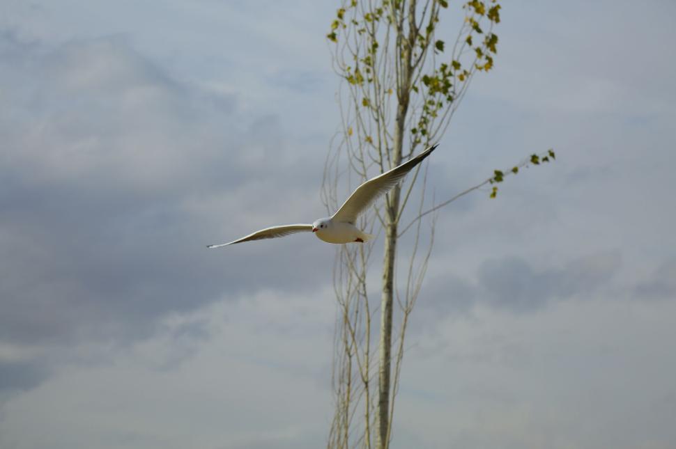 Free Image of Seagull soaring high in the sky with wings outstretched. 