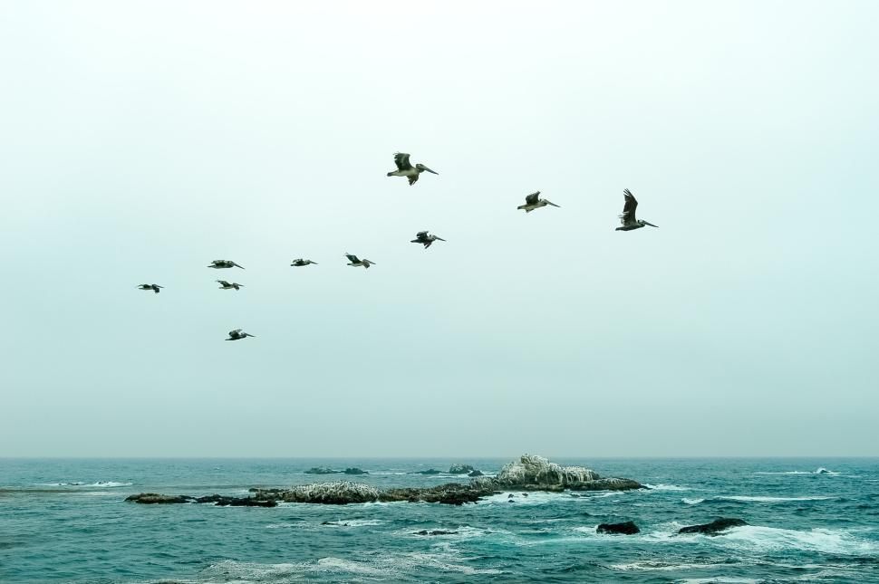 Free Image of Flock of birds flying over the ocean along the shore. 