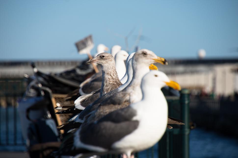 Free Image of Side view of seagulls perched on a railing by the sea 