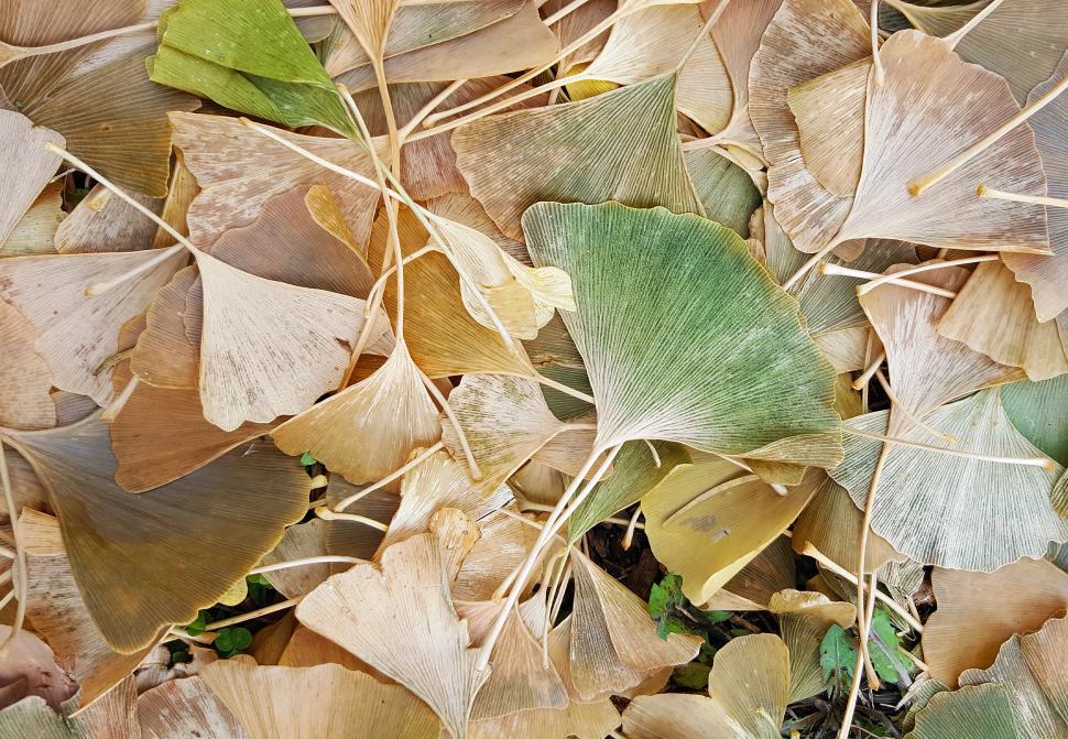 Free Image of Ginkgo Leaves on Ground 