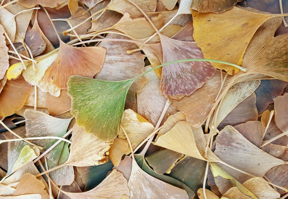 Free Image of Ginkgo Biloba Leaves 