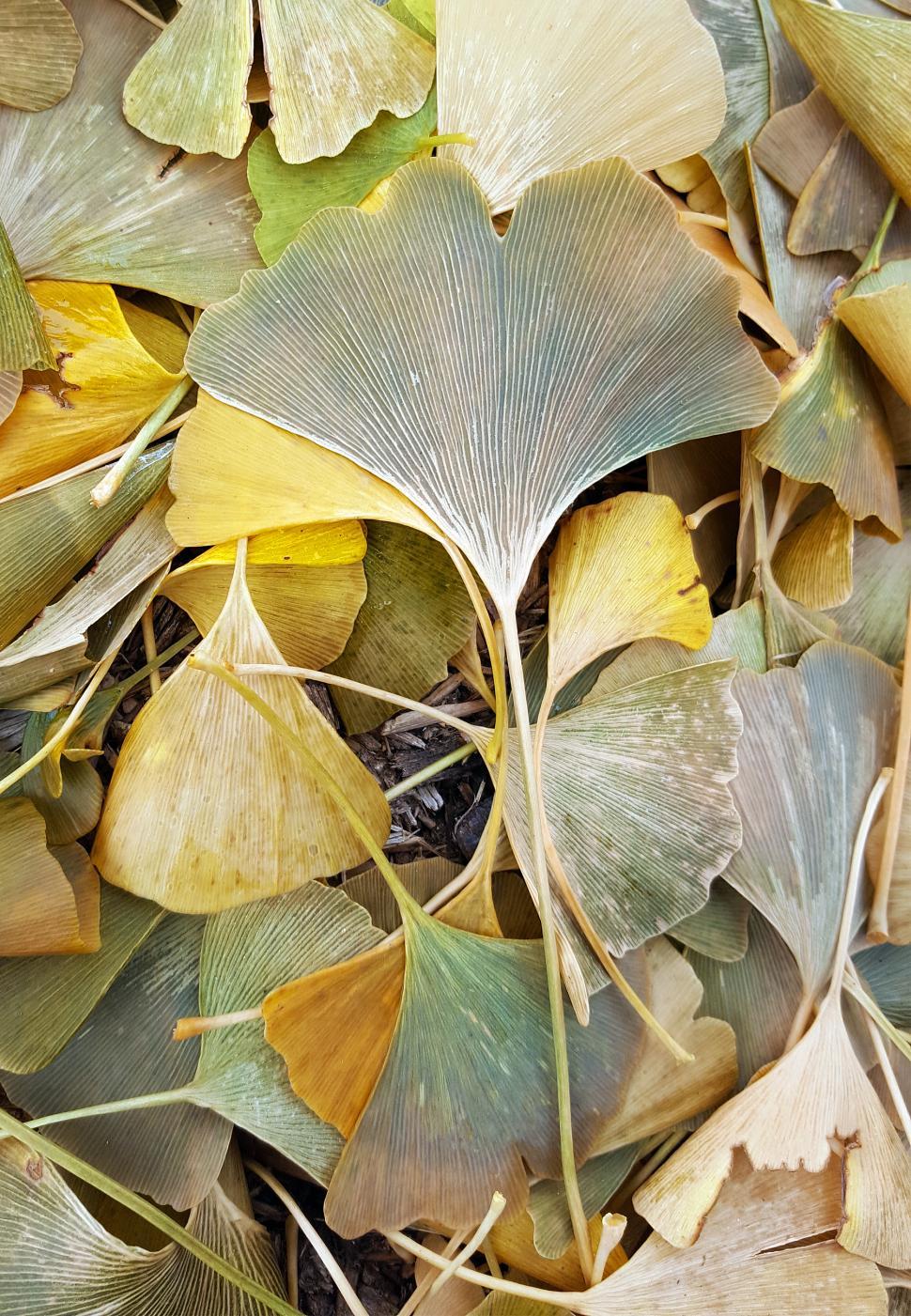 Free Image of Ginkgo Biloba Leaves 
